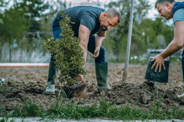 The Steps Involved in Our Tree Care Process in Lake Elmo, MN